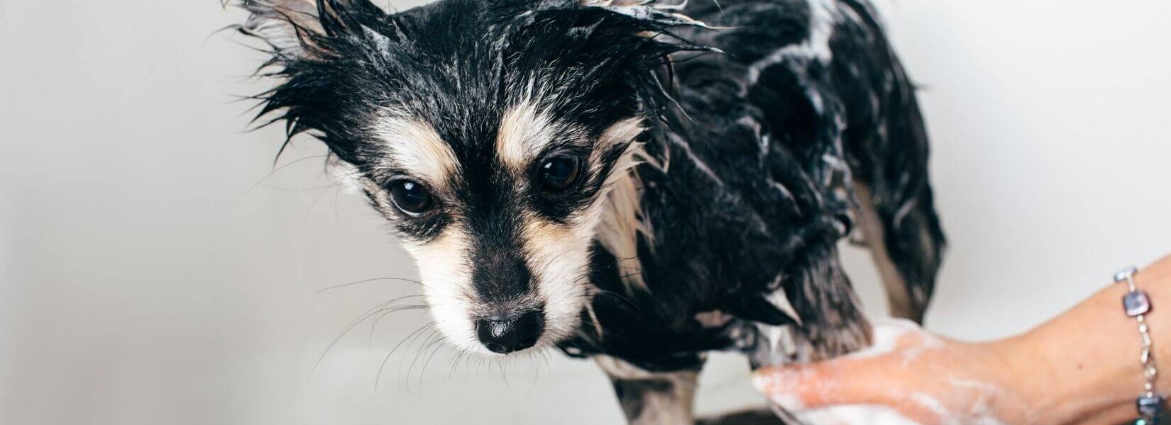 Small dog getting a bath