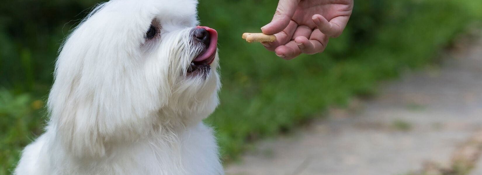 Small white dog getting a treat