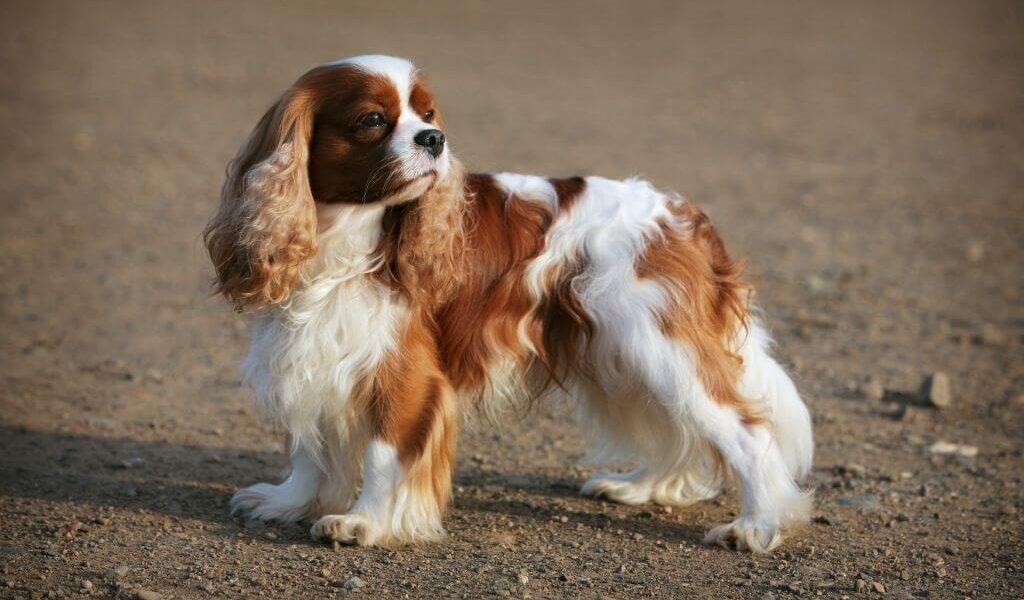 Blenheim cavalier king charles spaniel on a beach