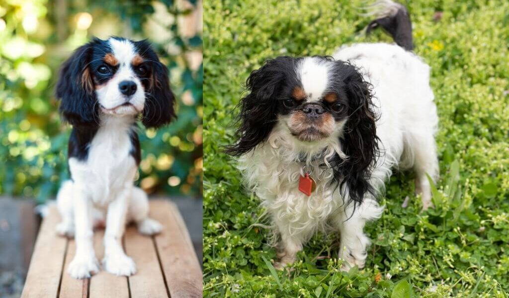 Cavalier and King Charles spaniel side by side