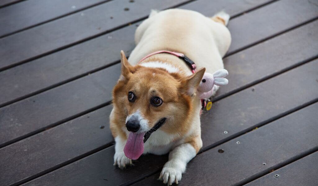 Overweight corgi lying down and panting