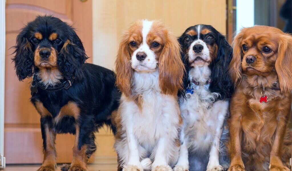 Four cavalier king charles spaniels standing side by side