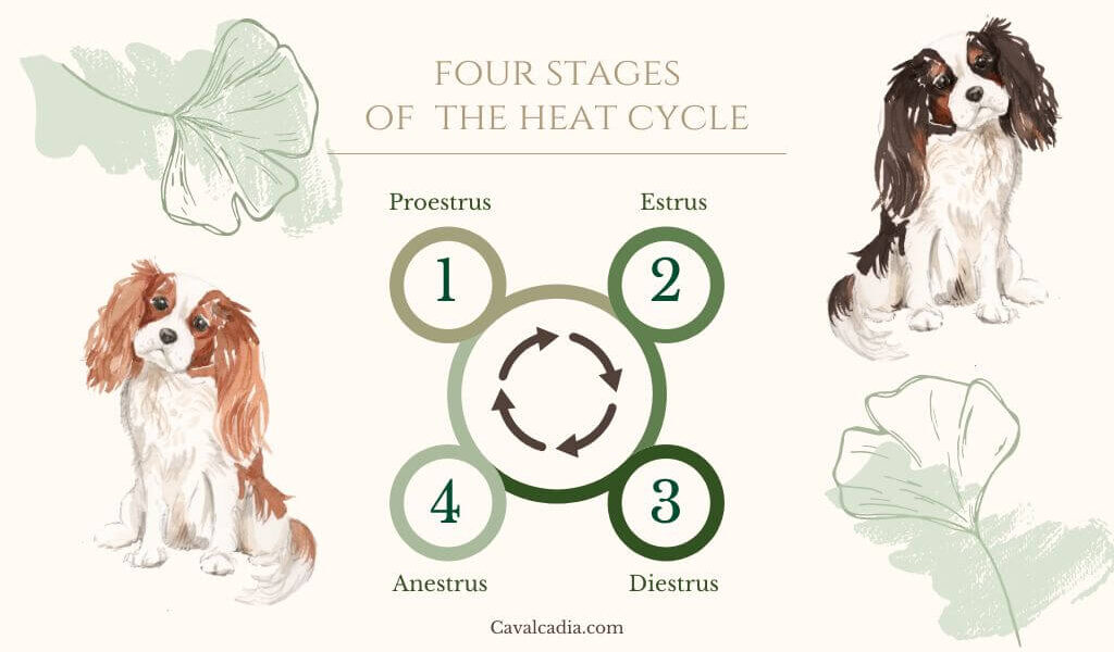 Cycle chart about the four stages of estrus