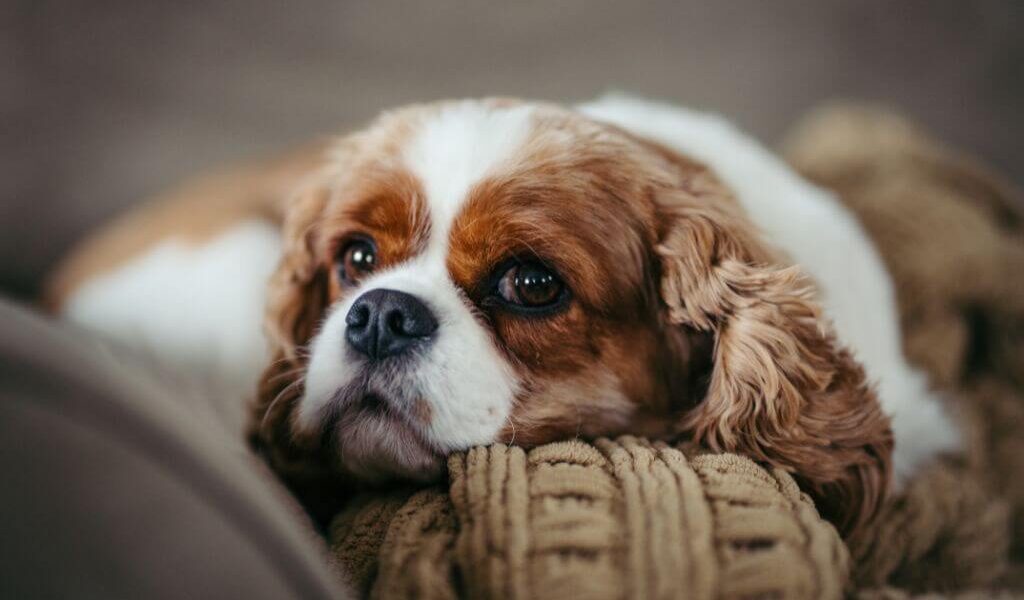 Why cavaliers have so many health problems