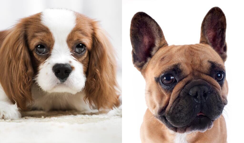 Pictures of cavalier king charles spaniel and french bulldog side by side