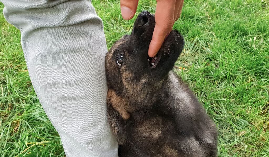 German shepherd puppy biting someone's finger