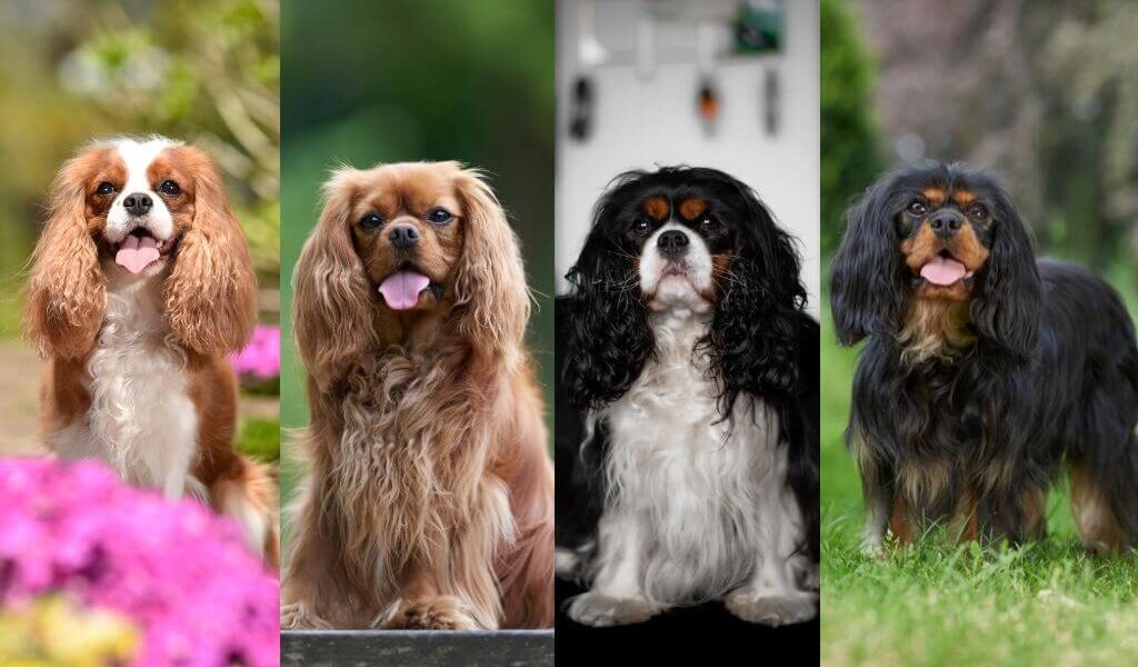 Collage of four cavalier king charles spaniels, all different colors