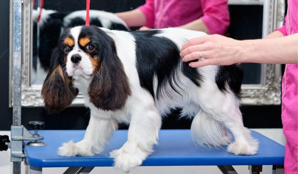 Tricolor cavalier being groomed on a grooming table