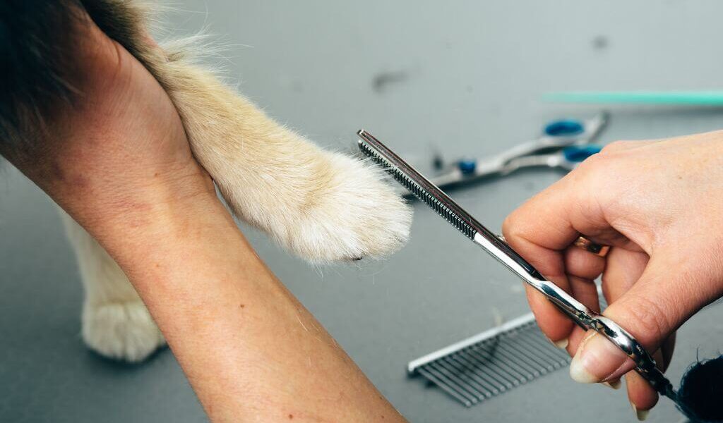 Closeup of a dog's paw getting trimmed