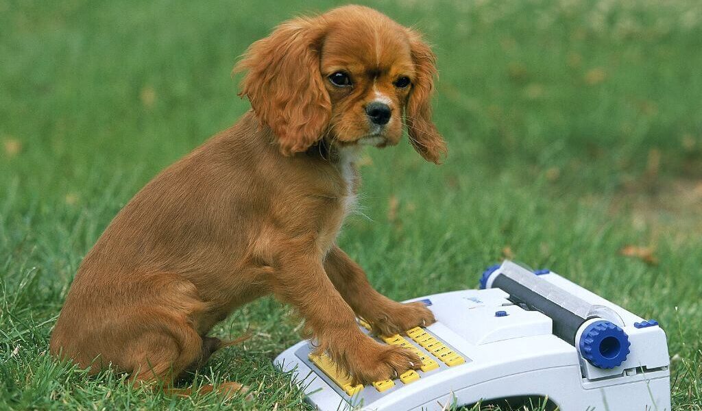 Cavalier puppy having its paws on top of a cash register