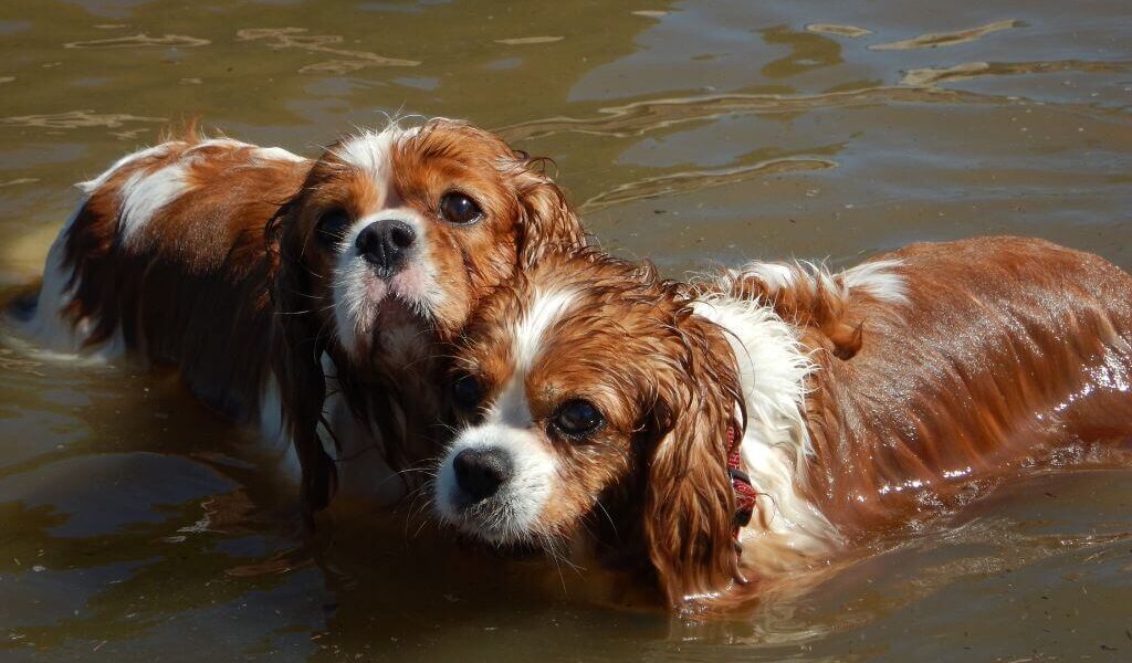 Two cavaliers swimming on a sunny day