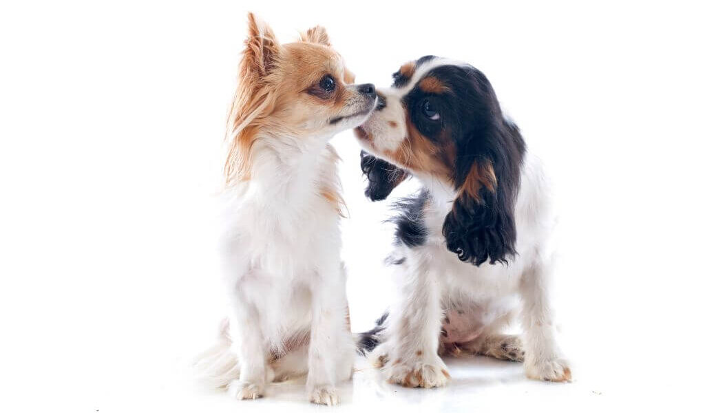 a Chihuahua and a cavalier puppy