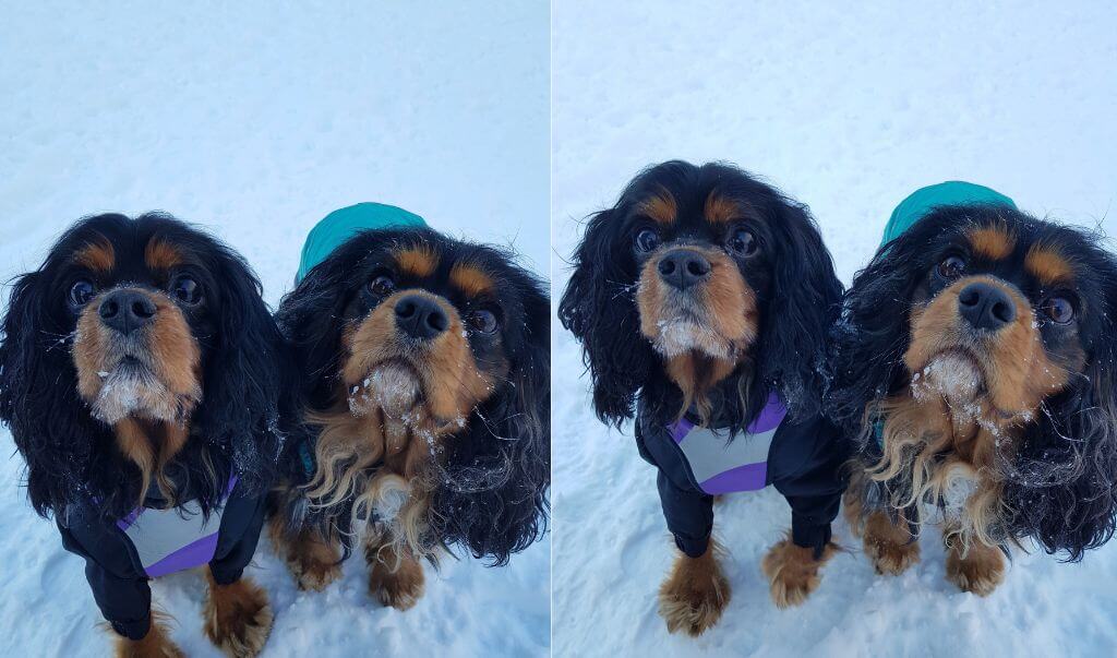 Picture collage of two cavalier king charles spaniels in winter