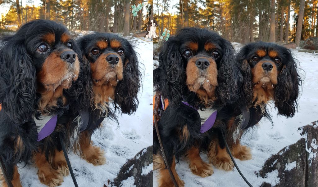 Two black and tan cavalier sitting on a snowy rock