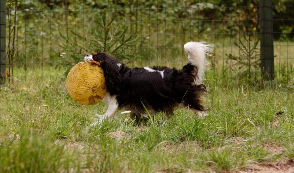 Cavalier king charles spaniel with a frisbee